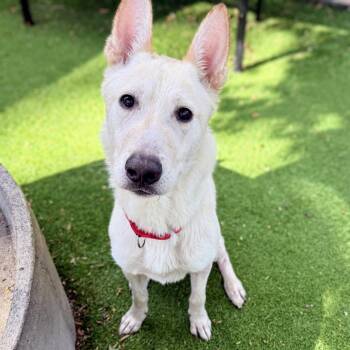 Macintosh -  Shepherd and Husky Dog for Adoption in Oakland, California - Macintosh | PetCurious