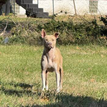 Rescue Pit Bull Terrier Dogs for Adoption in East St. Louis, Illinois - Tampa RTO | PetCurious