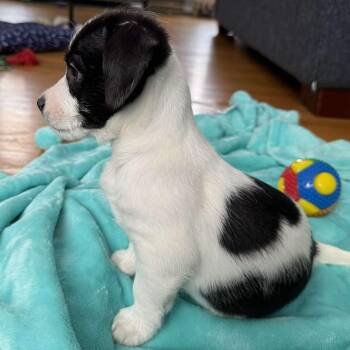 Terrier Dogs Available for Adoption - Ozzy | PetCurious