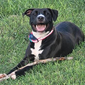 Bren -  Terrier Dog for Adoption in Abilene, Texas - Bren | PetCurious