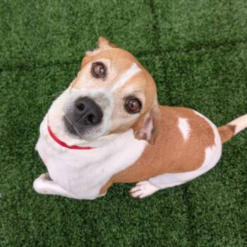 Marcie -  Beagle and Mixed Breed Dog for Adoption in Chicago, Illinois - Marcie | PetCurious