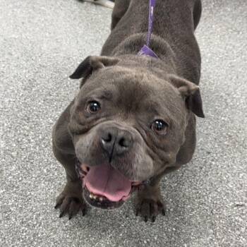 Jacque -  English Bulldog Dog for Adoption in Lakeland, Florida - Jacque | PetCurious