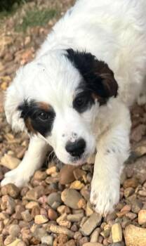 Border Collie Dogs Available for Adoption - Gretchen  | PetCurious