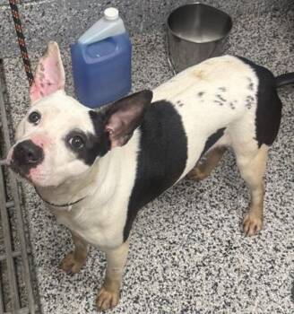 Mixed Breed Dogs Available for Adoption in West Chester, Pennsylvania - Clara | PetCurious