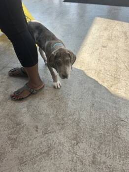 Rescue Great Dane and Mixed Breed Dogs for Adoption in Fort Worth, Texas - 59365796 | PetCurious