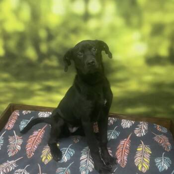 Addy -  Mixed Breed Dog for Adoption in Auburn, New Hampshire - Addy | PetCurious