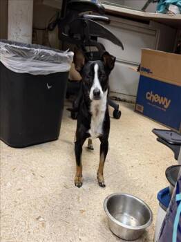 BLAZE -  Chihuahua and Mixed Breed Dog Available for Adoption in Tulsa, Oklahoma - BLAZE | PetCurious