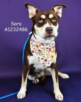 Rescue Terrier Dogs for Adoption in Thousand Oaks, California - Sara - URGENT!! | PetCurious