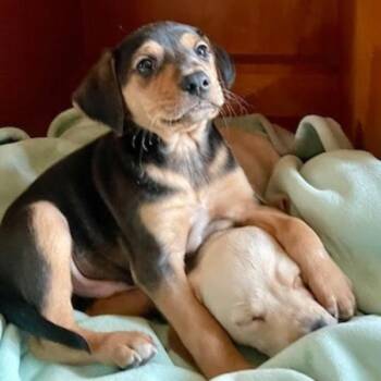 Labrador Retriever and Dachshund Dogs Available for Adoption - Smore