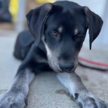 Labrador Retriever and Shepherd Dogs Available for Adoption - REGGIE | PetCurious