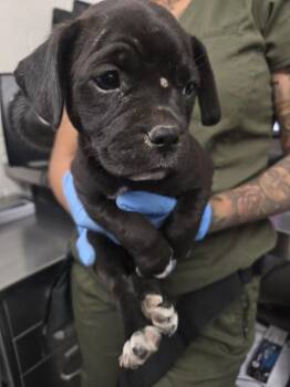 Pit Bull Terrier Dogs Available for Adoption in San Bernardino, California - FRANCINE | PetCurious
