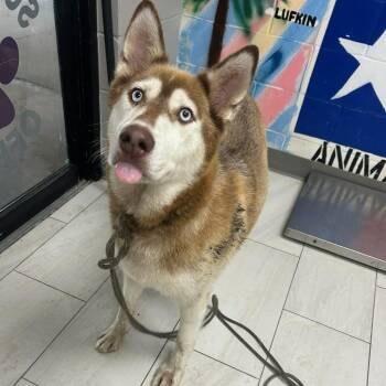 Soleil (so-lay) -  Husky Dog for Adoption in Lufkin, Texas - Soleil (so-lay) | PetCurious