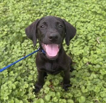 Dewhirst / Pita -  Labrador Retriever and Mixed Breed Dog for Adoption in Broomfield, Colorado - Dewhirst / Pita | PetCurious