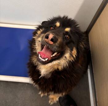 German Shepherd Dog and Husky Dogs Available for Adoption in Yellowknife, Northwest Territories - Nico | PetCurious