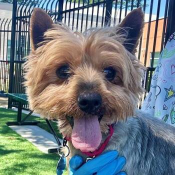 Curly -  Yorkshire Terrier Dog for Adoption in Walnut Creek, California - Curly | PetCurious