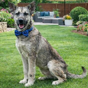 German Shepherd Dog Dogs Available for Adoption in Lucas, Texas - BEN GS | PetCurious