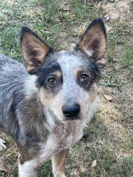 Rescue Australian Shepherd and Australian Cattle Dog Blue Heeler Dogs for Adoption in New Orleans, Louisiana - Cowboy | PetCurious