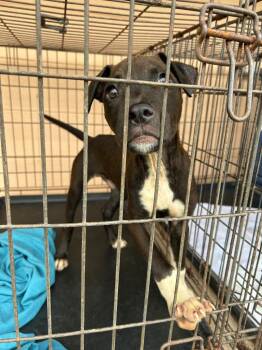 Pit Bull Terrier Dogs Available for Adoption in Gautier, Mississippi - Berkley | PetCurious
