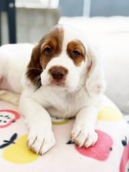 Apple Litter - Keepsake -  Bloodhound and Mixed Breed Dog for Adoption in Savage, Minnesota - Apple Litter - Keepsake | PetCurious