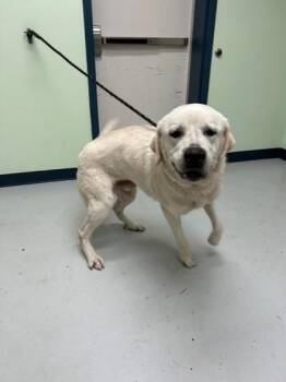 Great Pyrenees and Mixed Breed Dogs Available for Adoption in Savannah, Georgia - Pedro | PetCurious