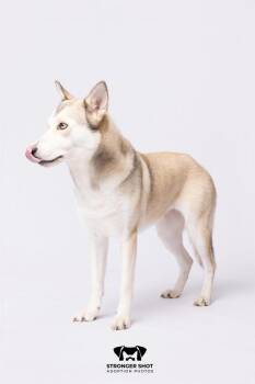 Elena (CP) -  Husky Dog for Adoption in Dallas, Texas - Elena (CP) | PetCurious