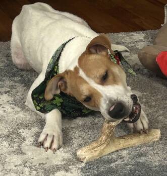 Mixed Breed and Hound Dogs Available for Adoption in Wayne, New Jersey - Rose | PetCurious