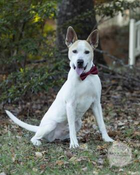 Frankie -  Australian Cattle Dog Blue Heeler and Labrador Retriever Dog for Adoption in Tuscaloosa, Alabama - Frankie | PetCurious