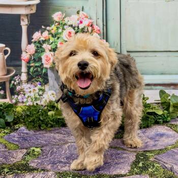 Bo -  Yorkshire Terrier Dog for Adoption in Richmond, Virginia - Bo | PetCurious