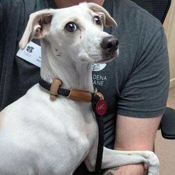 Burger Queen -  Chihuahua and Terrier Dog for Adoption in Pasadena, California - Burger Queen | PetCurious