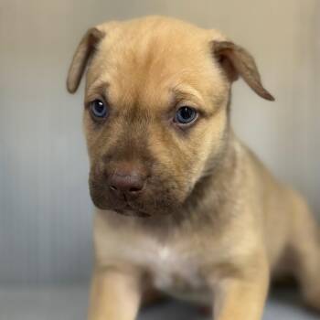 Mixed Breed Dogs Available for Adoption in Pauls Valley, Oklahoma - Carter | PetCurious