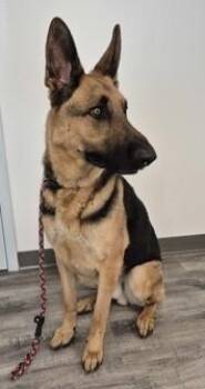 Remy -  German Shepherd Dog Dog for Adoption in Butte, Montana - Remy | PetCurious
