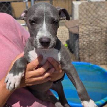 Ezra -  Mixed Breed Dog for Adoption in Buffalo, Minnesota - Ezra | PetCurious