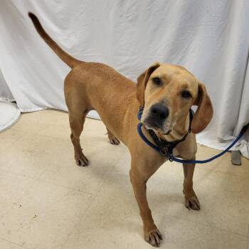 Pumpkin -  Mixed Breed Dog for Adoption in Lake Panasoffkee, Florida - Pumpkin | PetCurious