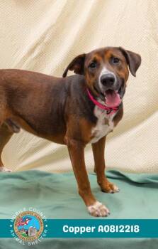 Rescue Labrador Retriever and Mixed Breed Dogs for Adoption in Mobile, Alabama - COPPER | PetCurious