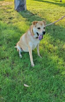 Rescue Labrador Retriever and Chow Chow Dogs for Adoption in Palm Desert, California - Peincess | PetCurious