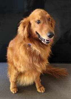 Poe -  Golden Retriever Dog for Adoption in Glendale, Arizona - Poe | PetCurious