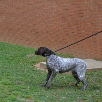 German Shorthaired Pointer Dogs Available for Adoption in Jackson, Louisiana - Buttons & Bows | PetCurious
