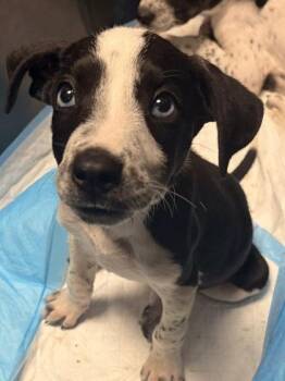 Trinity -  Cattle Dog and Mixed Breed Dog for Adoption in Fresno, California - Trinity | PetCurious