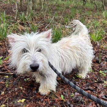 Rescue Scottish Terrier Dogs for Adoption in The Woodlands, Texas - Robinson | PetCurious