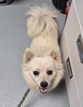 Spitz Dogs Available for Adoption in Lawrenceville, Georgia - Pen 217 Fritz | PetCurious