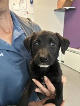 Labrador Retriever Dogs Available for Adoption in Salt Lake City, Utah - Dexter | PetCurious
