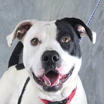 FOSTER NEEDED - Dolores -  Pit Bull Terrier Dog for Adoption - FOSTER NEEDED - Dolores | PetCurious