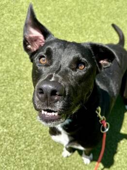 Judge -  Mixed Breed Dog for Adoption in Wichita, Kansas - Judge | PetCurious