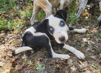Rocky -  Pit Bull Terrier and Australian Cattle Dog Blue Heeler Dog for Adoption in Goldendale, Washington - Rocky | PetCurious