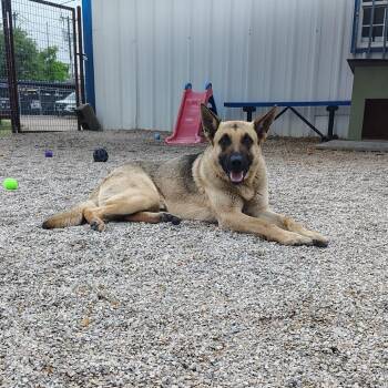 Colonel -  German Shepherd Dog Dog for Adoption in Springtown, Texas - Colonel | PetCurious