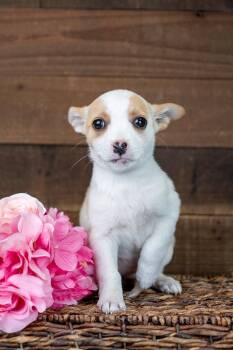 Chihuahua Dogs Available for Adoption - 217-26 | PetCurious