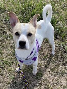 Terrier and Chihuahua Dogs Available for Adoption in Farmington, Minnesota - Chuckles | PetCurious