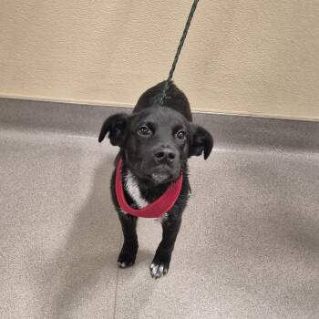 Labrador Retriever Dogs Available for Adoption in New Rochelle, New York - Twinkie | PetCurious