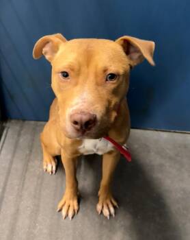 Billy -  Mixed Breed Dog for Adoption in Henderson, North Carolina - Billy | PetCurious