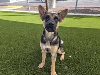 DIXON -  German Shepherd Dog and Mixed Breed Dog for Adoption in Auburn, California - DIXON | PetCurious